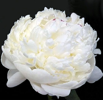 Wholesale Festiva Maxima peonies with creamy white blooms and pink streaks, perfect for spring weddings and floral centerpieces in May and June.