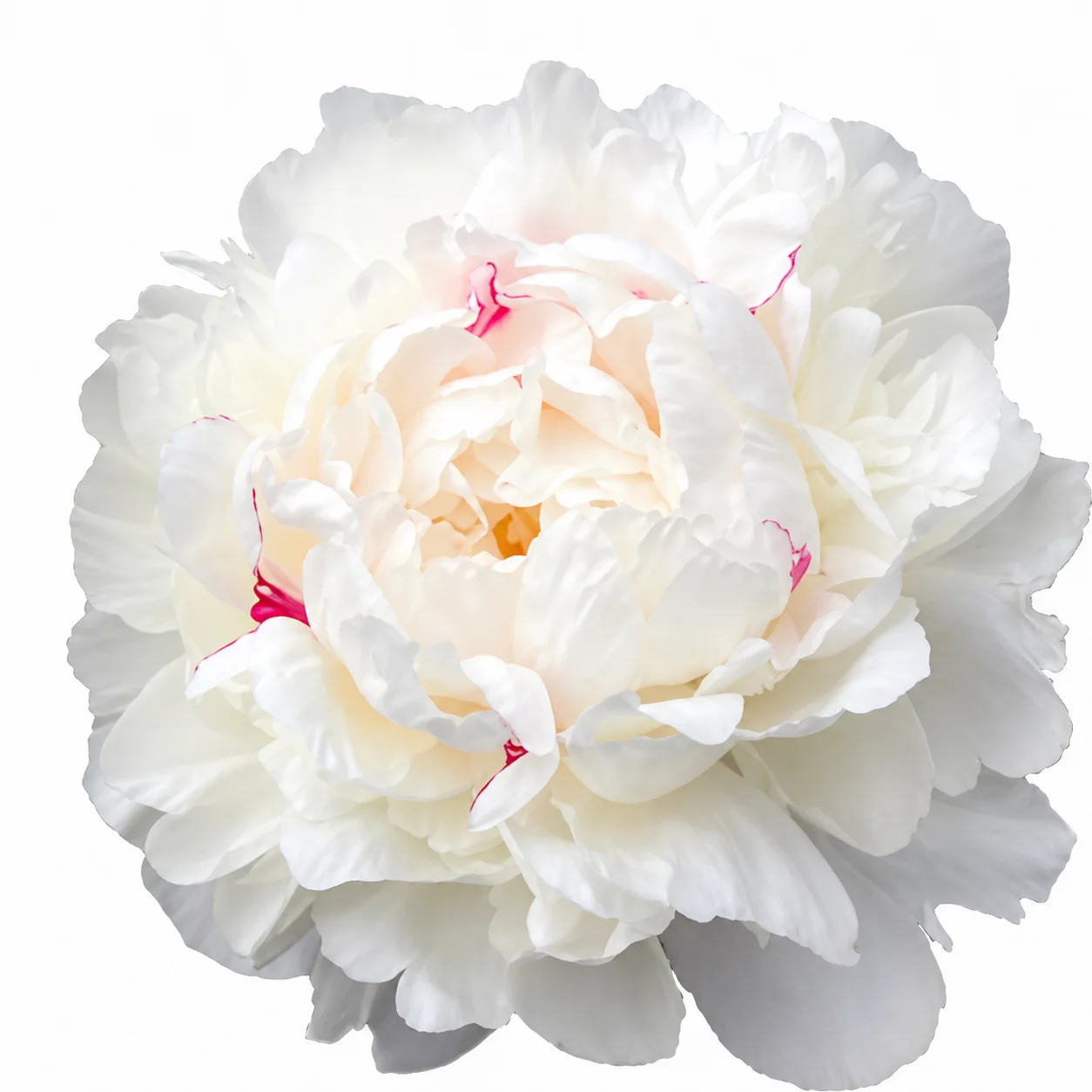 Festiva Maxima peony flower in full bloom with soft white petals and subtle pink accents on a clean white background.
