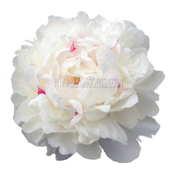 Festiva Maxima Peony Flower Festiva Maxima Peony Flower