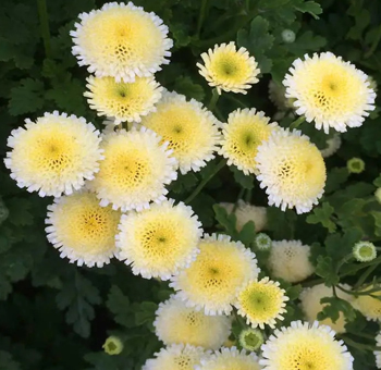 Cheerful feverfew with white petals and yellow centers adds rustic charm to weddings, gifts, and garden-style bouquets.