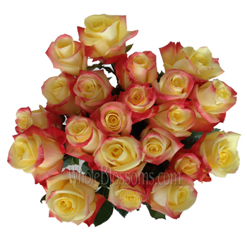Florida Bicolor Rose with yellow petals and bold red edges, ideal for weddings, birthdays, and vibrant floral arrangements.