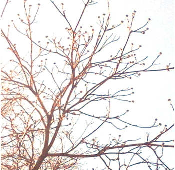 Dogwood