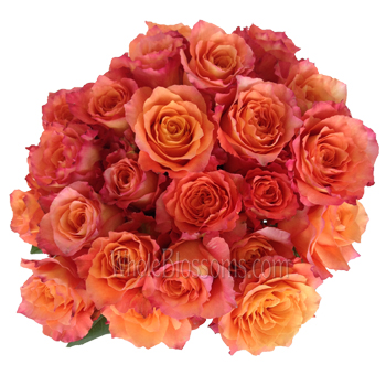 Free Spirit Orange Roses with radiant orange petals and pink edges, perfect for weddings, events, and vibrant floral displays lasting 7–10 days.