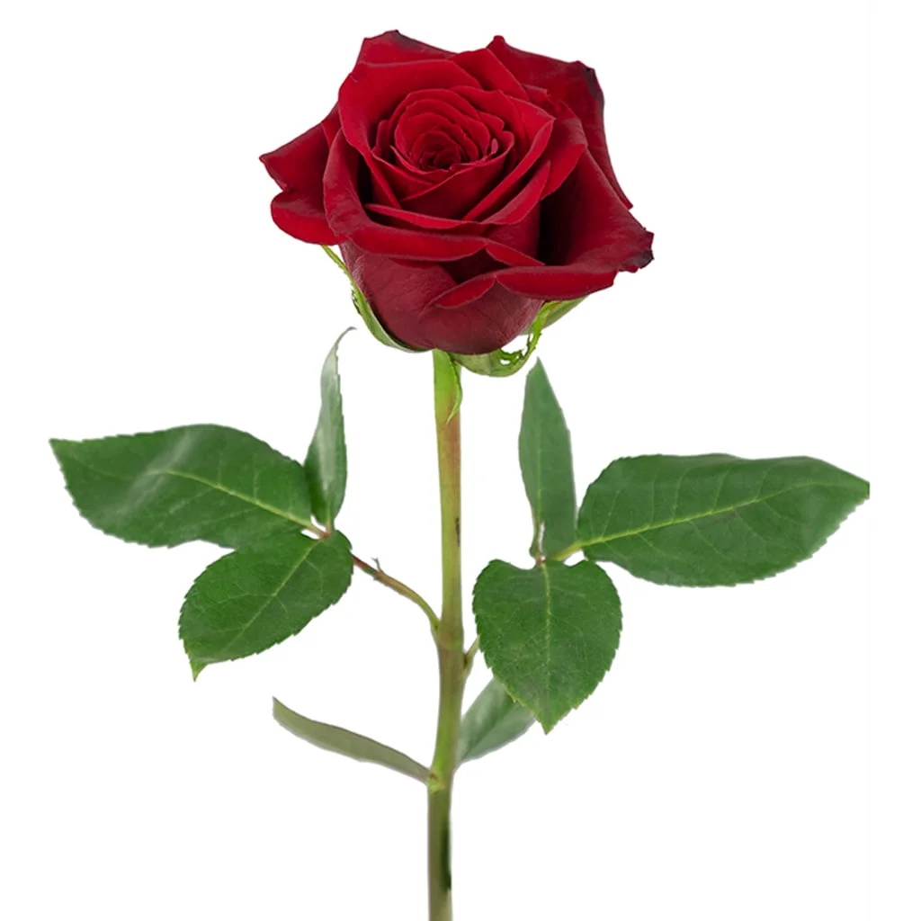 Freedom Red Rose with vibrant crimson petals blooming in a lush green garden, ideal for weddings and romantic floral arrangements.