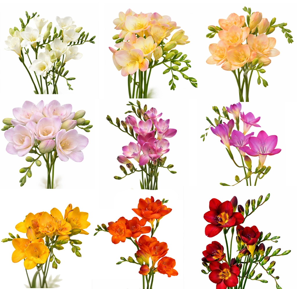 Bulk freesia wedding flowers available in multiple colors for custom bridal arrangements.