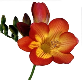 A vibrant orange and yellow bicolor freesia flower in bloom, with a delicate gradient of colors and unopened buds along the stem.