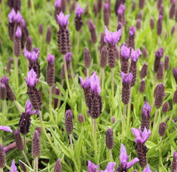 Soothing French lavender with soft purple blooms, perfect for weddings, rustic bouquets, and romantic floral styling.