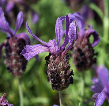 Fragrant French lavender adds timeless elegance to wedding florals, premium gifts, and garden-inspired arrangements.