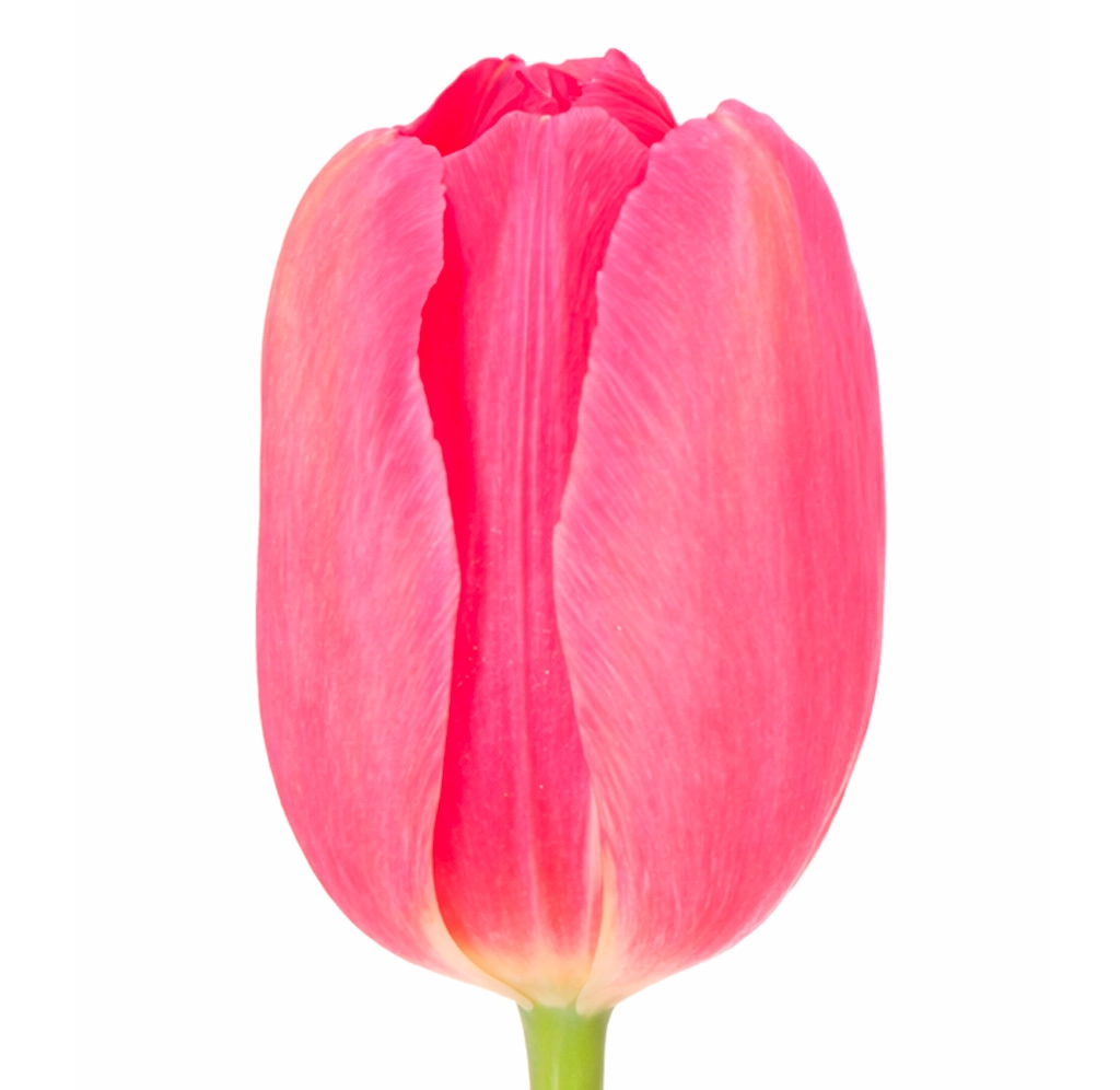 French Tulips - Dark Pink