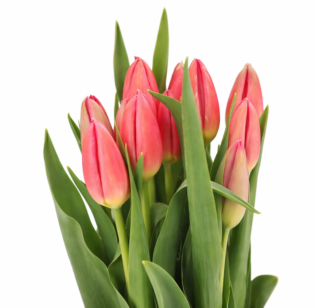 Dark pink French tulips with long stems, ideal for wedding bouquets, romantic centerpieces, and elegant event florals.