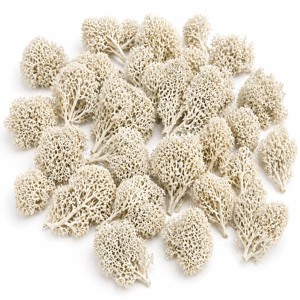 Wholesale deerfoot moss - textured sponge-like moss pieces ideal for DIY decor, dioramas and floral design.