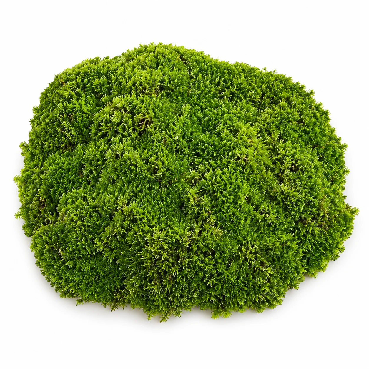 Fresh mood moss in bulk - lush velvety green clumps for terrariums, vivariums and woodland centerpieces.