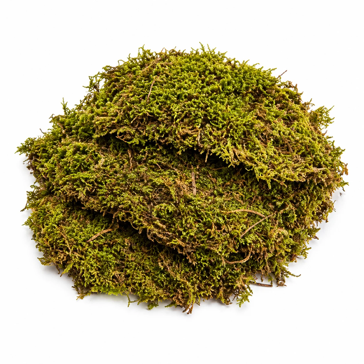 Fresh sheet moss in bulk - flat green carpet moss pieces for wedding table runners, terrariums and DIY crafts.