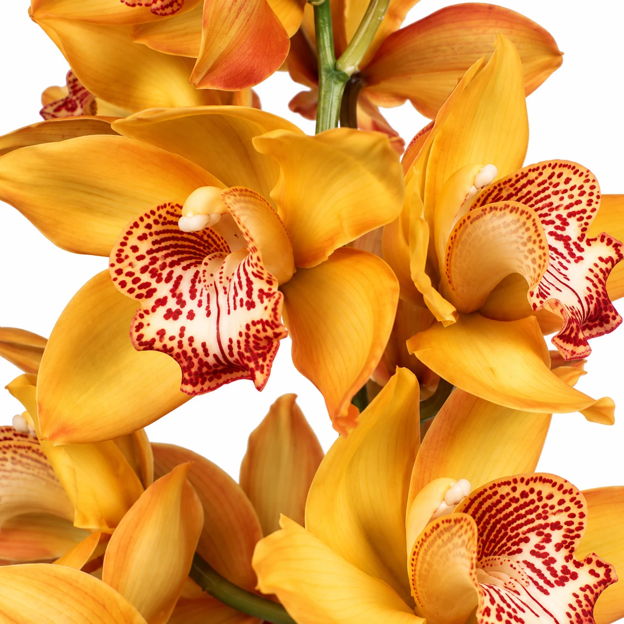 Yellow Cymbidium Orchids