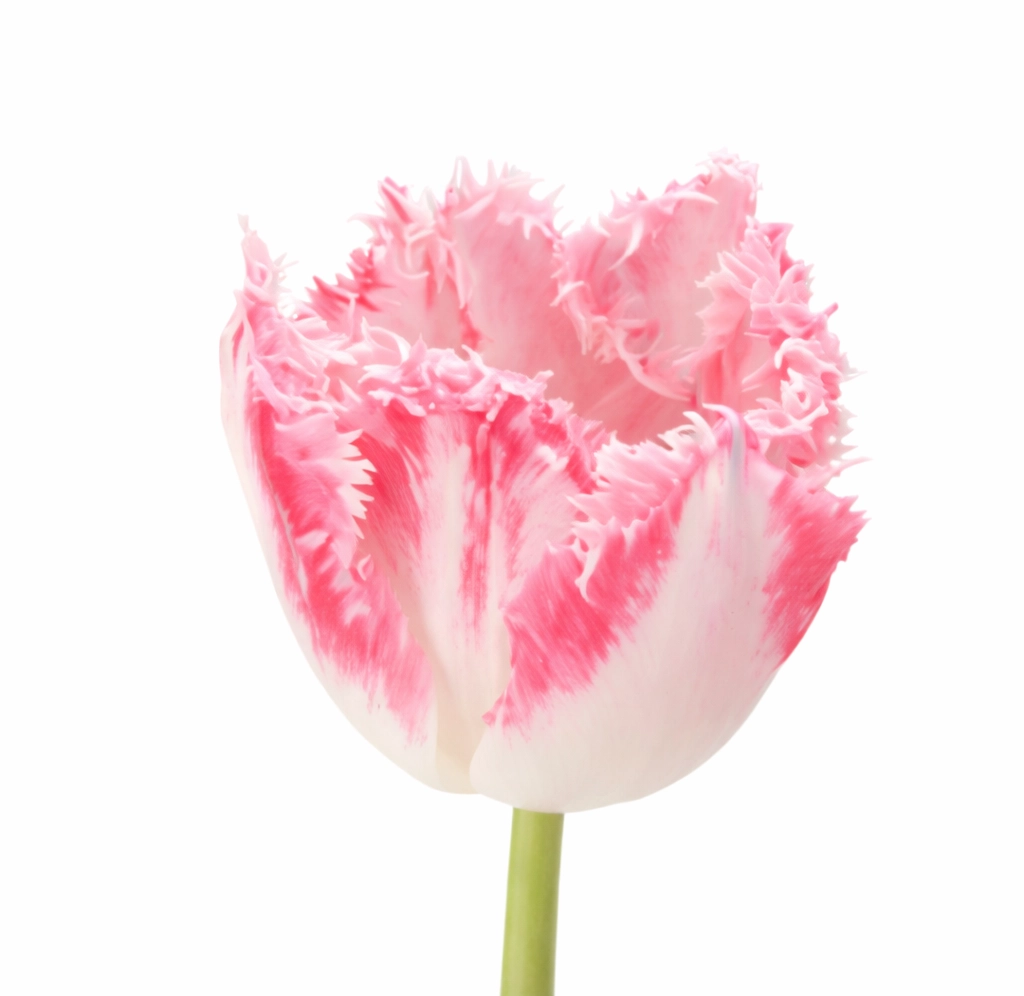Fringed Pink White Tulips