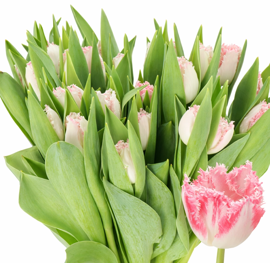 Fringed pink and white tulips bulk flowers for weddings, premium wholesale blooms for centerpieces and bouquets