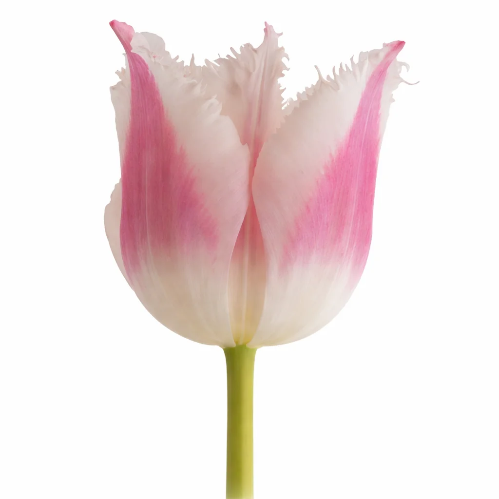 Bell Song Fringed Dark Pink Tulips