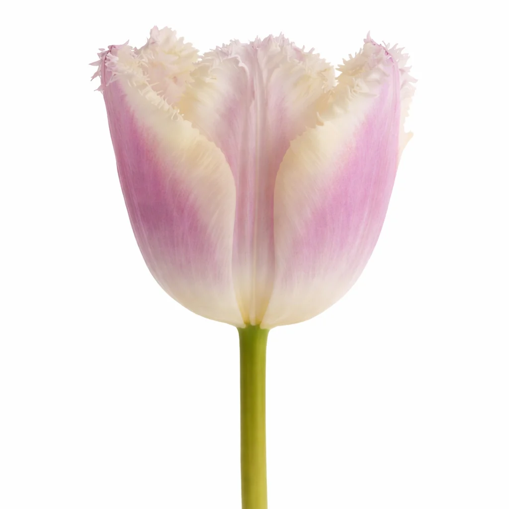 Fringed lavender blush tulips bulk flowers for events, delicate pastel blooms for bouquets and arrangements.