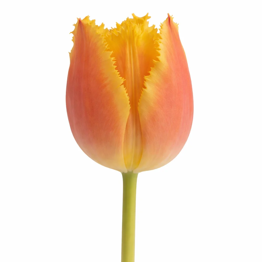Wholesale orange fringed tulips for weddings and events, vibrant bulk flowers for bold centerpieces and floral designs.