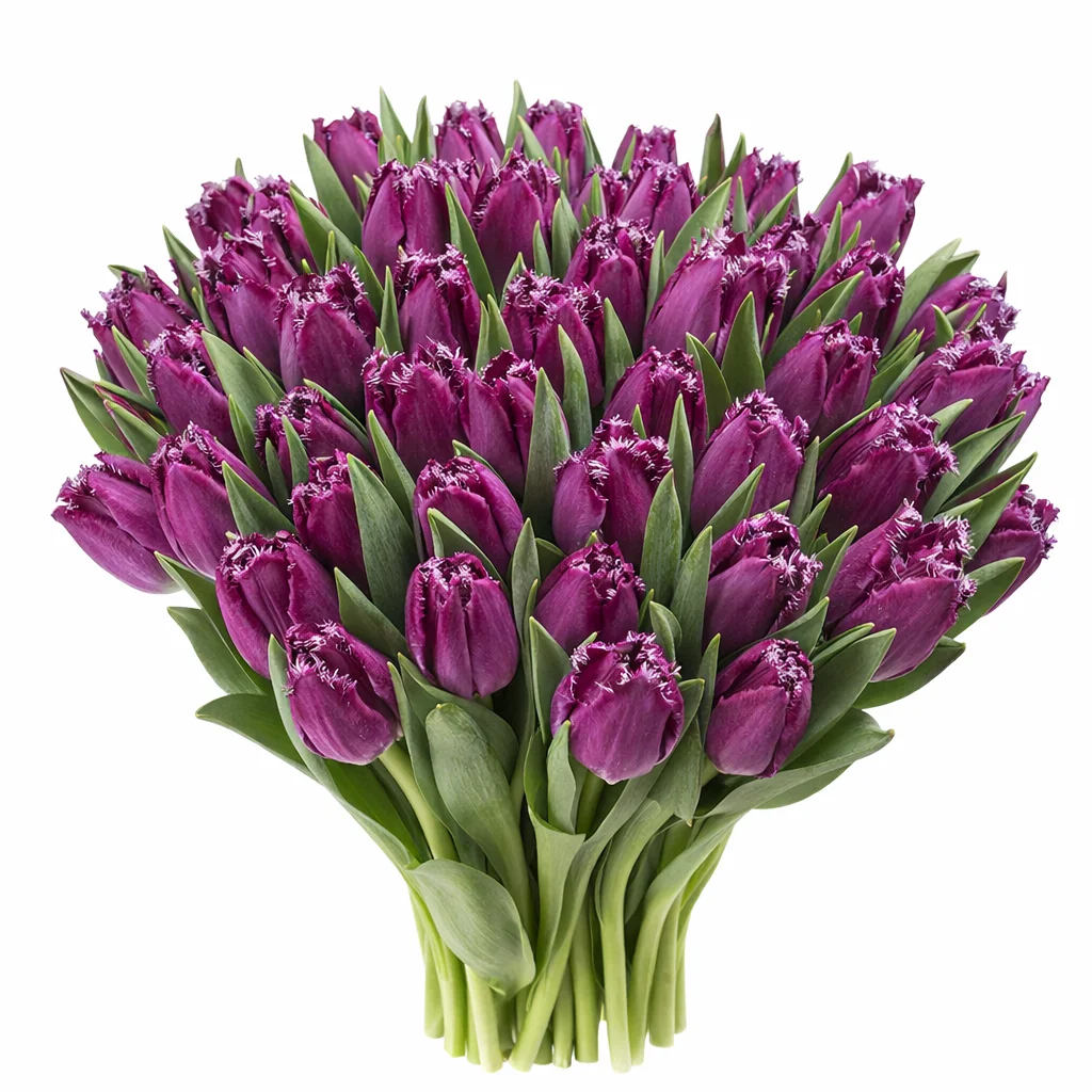 Purple fringed tulips wholesale flowers for events, fresh bulk blooms for bold floral designs and décor.