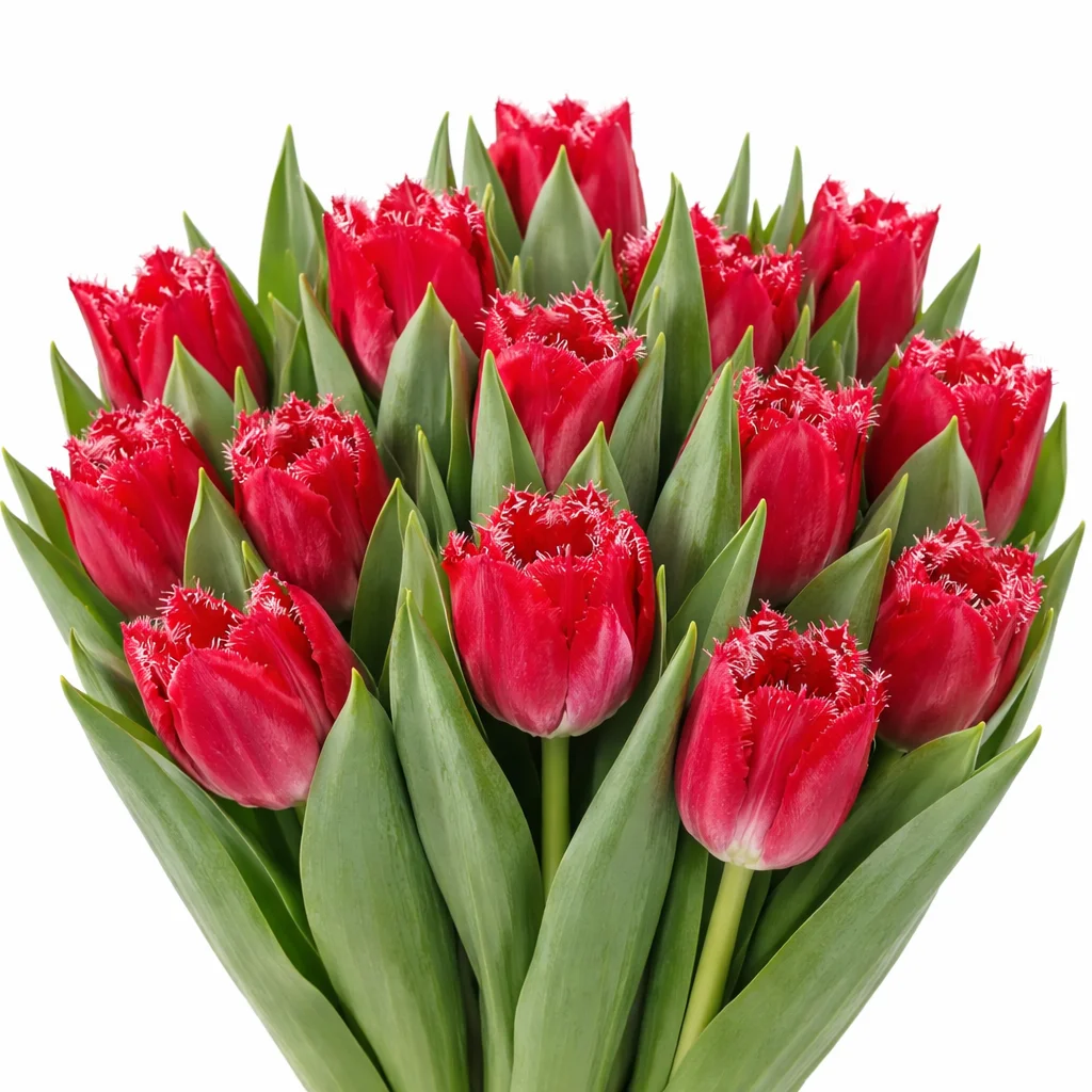 Fringed red tulips bulk flowers for weddings, rich ruffled blooms for bouquets and statement arrangements.