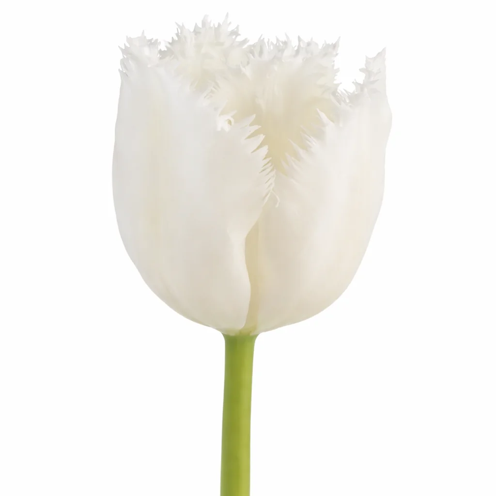 Fringed Honeymoon White Tulips with delicate white petals and textured edges, ideal for weddings, bridal bouquets, and sophisticated floral arrangements.