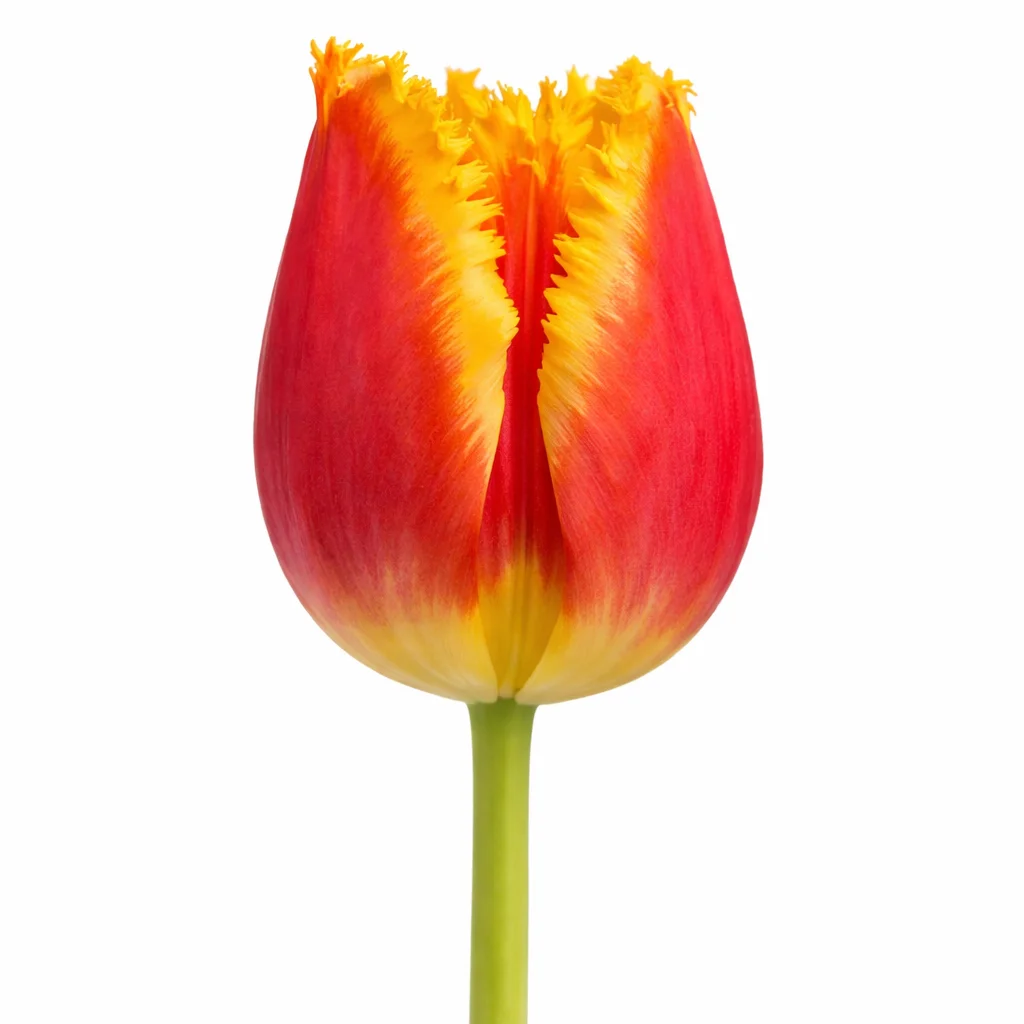 Vibrant red and yellow bicolor fringed tulips with striking edges, ideal for spring weddings, events, and colorful floral decor.