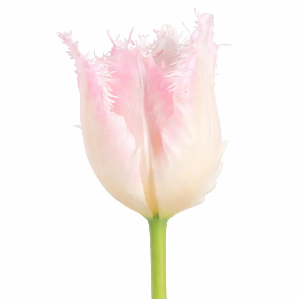 Fringed Blush Pink Tulips