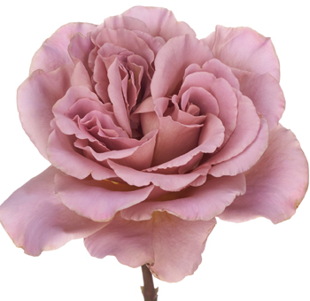 Close-up of Cafe Latte garden rose with layered mauve blush petals, elegant choice for wedding flowers.