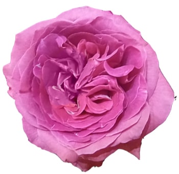 Dark Pink Garden Roses Bliss Cerise in full bloom, showcasing intricate petals and a lush, layered appearance.