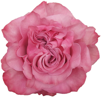 Close-up of a Country Blues Dark Pink Garden Rose showcasing its layered, ruffled petals in rich pink tones, perfect for elegant floral arrangements.