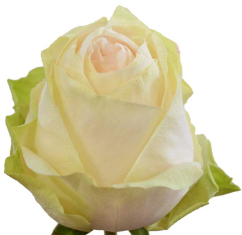A side view of a single Garden Spirit Light Pink Garden Rose, showcasing its pastel pink hue and elegant bloom.