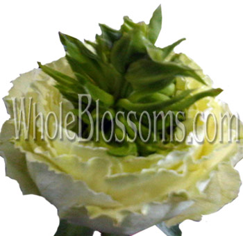 Green Eyed Beauty Green Garden Rose with creamy white petals and a vibrant green center, perfect for unique floral arrangements and eco-inspired events.