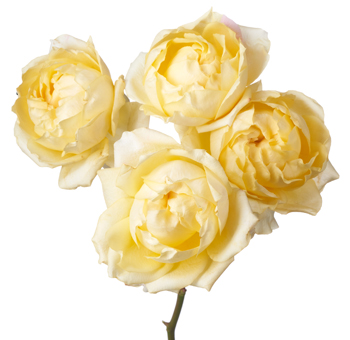 Garden Roses Light Yellow - Julietta Limoncella with soft, buttery yellow petals. Perfect for weddings, spring events, and cheerful floral arrangements.