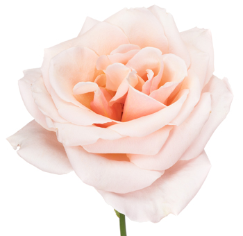 Close-up of a Paul Ricard Garden Rose with soft peach-pink petals.