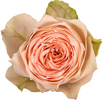 Garden Roses Coral - Pavlova with soft coral petals and ruffled layers, perfect for weddings, upscale events, and vintage-inspired floral arrangements.