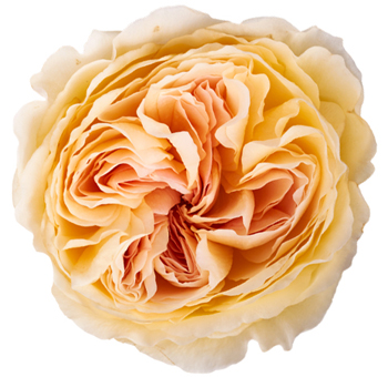 Close-up of Garden Roses - Wabara Lihukotalu with creamy yellow petals and blush undertones, showcasing their large, cup-shaped bloom and ruffled texture.