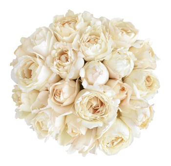 Garden Rose - Cream Piaget Garden Rose - Cream Piaget