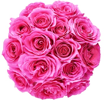 Dark Pink Garden Roses Bliss Cerise