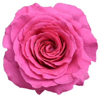 Dark Pink Garden Roses Bliss Cerise with bold pink petals and lush blooms, ideal for weddings, anniversaries, and modern floral arrangements.