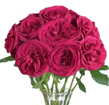 Bouquet of vibrant Berry Pink Garden Crimson Spell roses displayed in a vase, perfect for weddings or events.