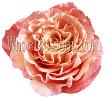 Raspberry cream and orange garden roses with ruffled petals, ideal for weddings, gifts, and floral décor.
