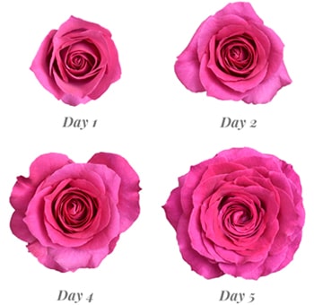 A progression of Dark Pink Garden Roses Bliss Cerise from Day 1 to Day 5, showing their blooming stages and vibrant color transformation.