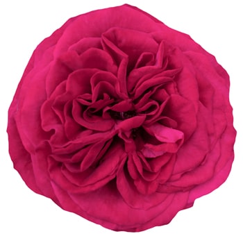 Close-up of a fully bloomed Berry Pink Garden Crimson Spell rose with deep pink petals.