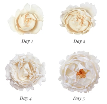 Ivory Garden Roses - Bright Love showcasing bloom progression from Day 1 to Day 5, ideal for weddings, anniversaries, and elegant floral arrangements.