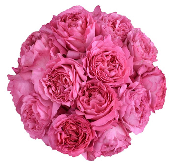Janelle Peony Dark Pink Garden Roses in full bloom progression, showcasing vibrant dark pink petals and peony-like layers for stunning floral designs.