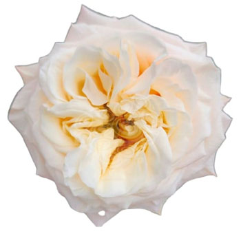 Premium Monet Garden Roses cream garden roses for elegant wedding bouquets and arrangements.