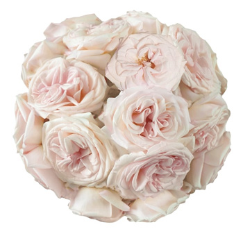 Single Prince Jardinier Rose in full bloom with intricate, ruffled petals.