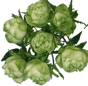 Princess Midori Green Garden Rose