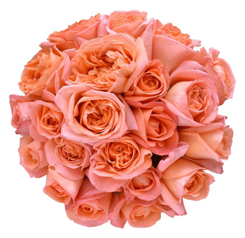 Rene Goscinny coral orange garden rose with vintage charm, ideal for weddings, gifts, and floral design.